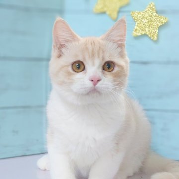 マンチカン【東京都・男の子・2024年3月16日・クリームタビー&ホワイト（ショート）】の写真「とても人懐こい男の子です💕遊ぶのだいすき💕」