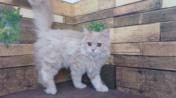 サイベリアン【東京都・男の子・2020年10月10日・クリームタビー】の写真「人懐こい男の子です💕💕」