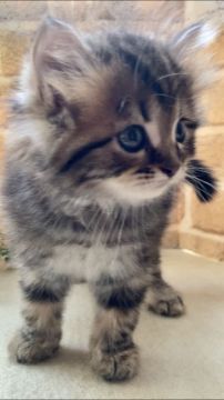 サイベリアン【東京都・男の子・2021年5月1日・ブラウンクラッシックタビー】の写真「人懐こい男の子です❤️」