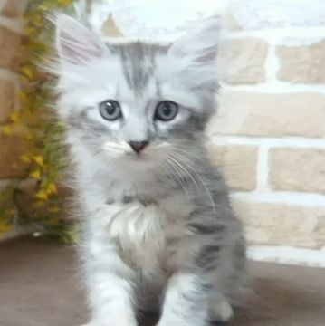 サイベリアン【東京都・女の子・2020年7月24日・シルバータビー】の写真「可愛い女の子です💕💕」