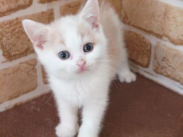 スコティッシュフォールド(立ち耳)【東京都・男の子・2021年11月26日・クリーム&ホワイト】の写真「元気な男の子です💕（短毛）」