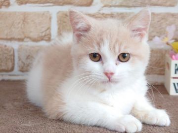 スコティッシュフォールド(立ち耳)【東京都・男の子・2021年11月26日・クリーム&ホワイト】の写真「マイペースな男の子です💕💕」