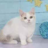 マンチカン(短足)【東京都・女の子・2024年6月2日・ダイリュート】の写真1