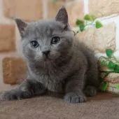 スコティッシュフォールド(立ち耳)【東京都・男の子・2020年10月12日・ブルー】の写真1「立ち耳の男の子です❇️」