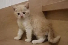 マンチカン【東京都・男の子・2017年6月28日・クリーム&ホワイト】の写真2