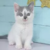 マンチカン(長足)【東京都・女の子・2024年7月24日・ブルー&ホワイト】の写真4