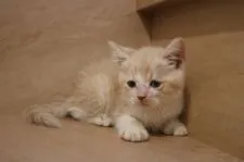 マンチカン【東京都・男の子・2017年6月28日・クリーム&ホワイト】の写真5