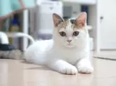 マンチカン(長足)【東京都・女の子・2024年3月24日・】の写真5