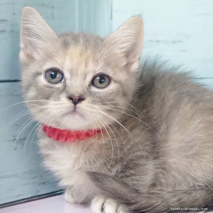 マンチカン(短足)【東京都・女の子・2025年10月16日・ブルークリーム】の写真1