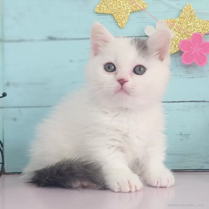 ID：2503-02261の子猫