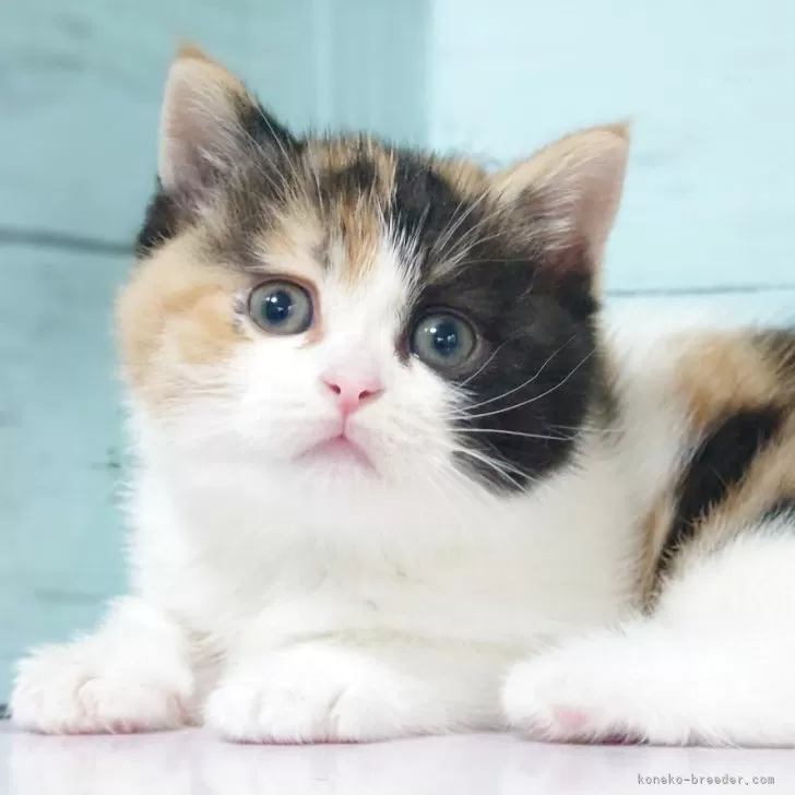 ID：2505-00315の子猫