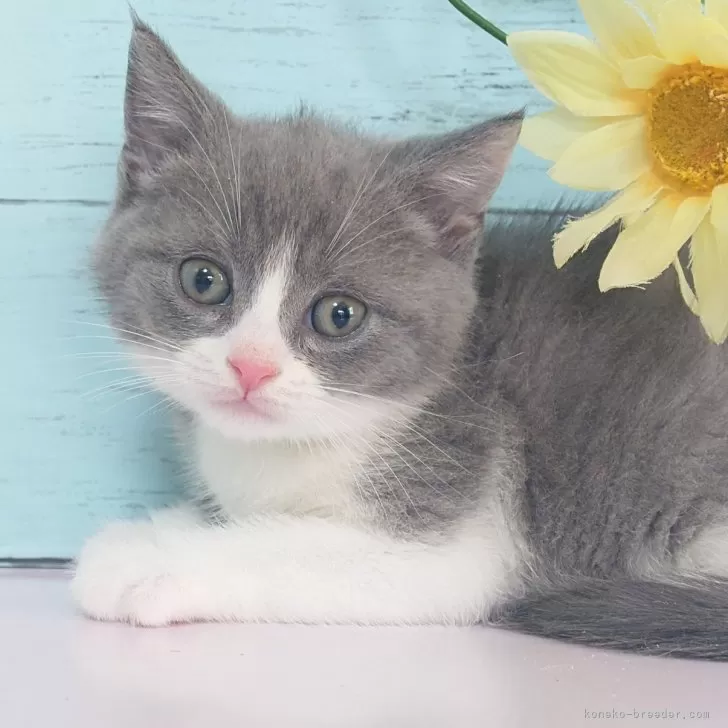 ID：2508-03267の子猫