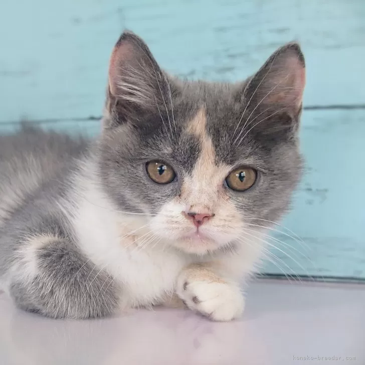 ID：2506-02501の子猫