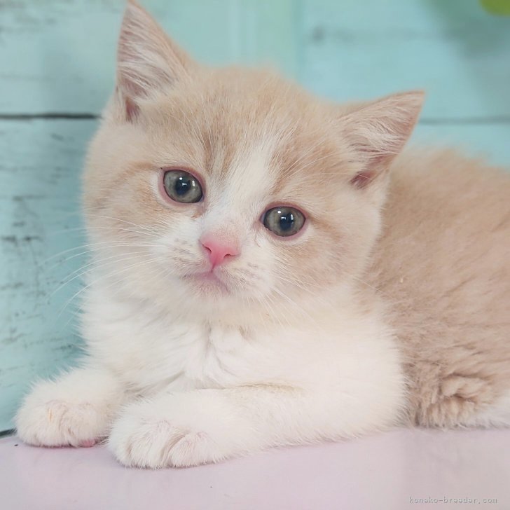 S.A 様のお迎えした子猫