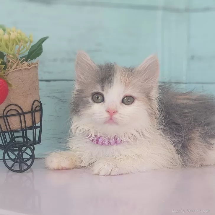 ID：2503-02271の子猫
