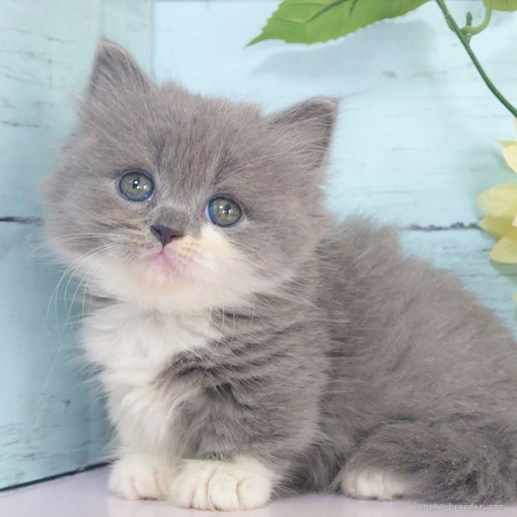 短毛シュシュ、紫陽花柄(グリーン)わんちゃん猫ちゃん用 20220422170700_1_1.png