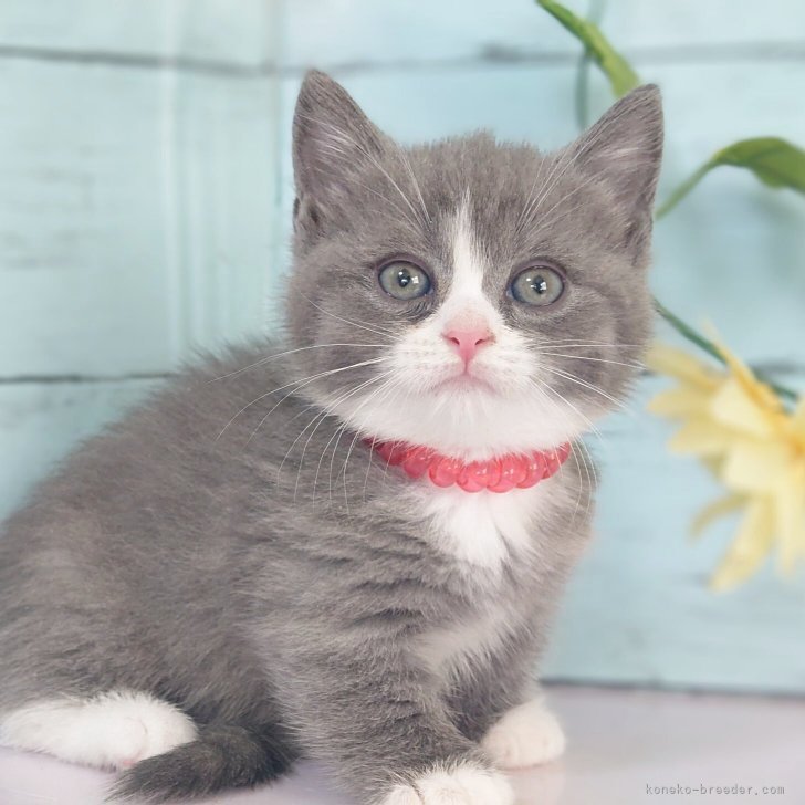 短毛シュシュ、ミントチェック、わんちゃん猫ちゃん用 so-126_coordinate01.jpg