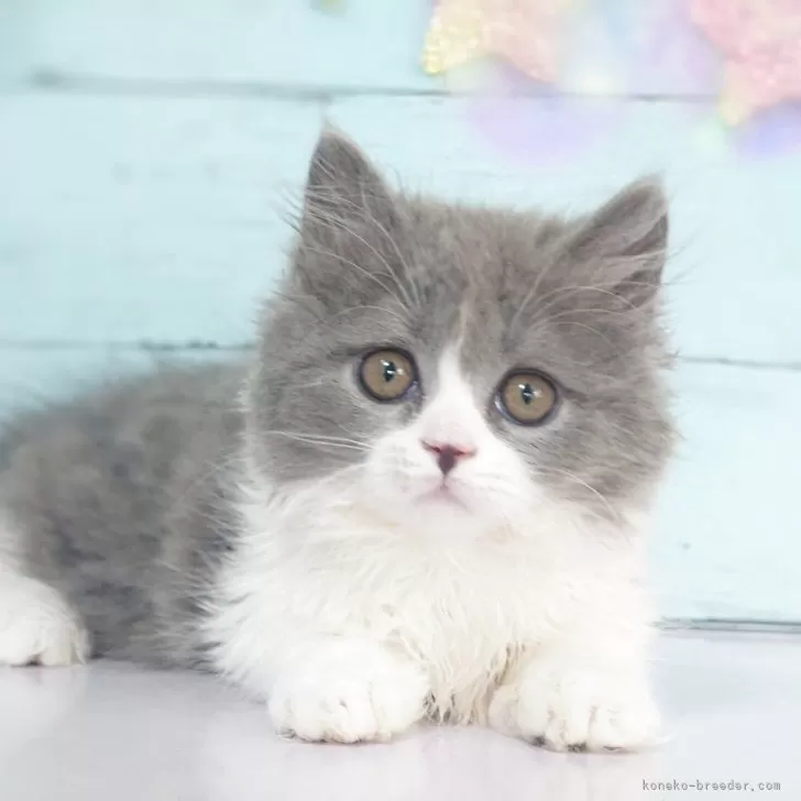 ID:2505-03950の子猫
