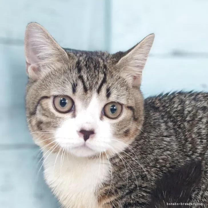 ID：2502-02035の子猫