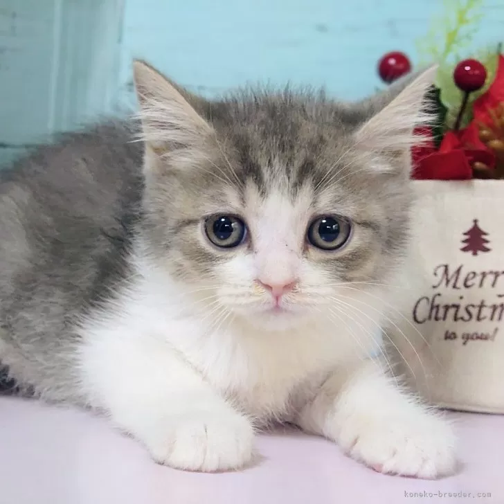 マンチカン(長足)【東京都・男の子・2025年10月16日・ブルータビー&amp;ホワイト】の写真1