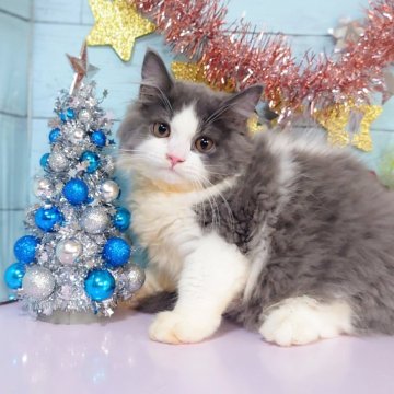 スコティッシュフォールド(立ち耳)【東京都・男の子・2025年7月22日・ブルータビー&ホワイト】の写真「💕ふわふわセミロングの男の子です💕」