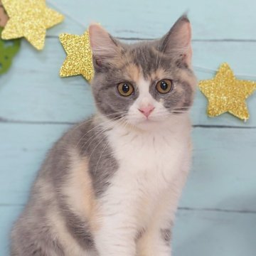 マンチカン(長足)【東京都・女の子・2025年7月18日・ダイリュートキャリコ】の写真「とても人懐こい女の子です❤️」