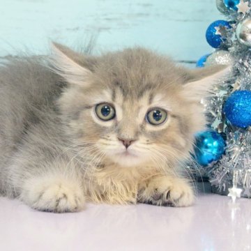 マンチカン(短足)【東京都・男の子・2025年10月16日・ブルータビー】の写真「短足丸顔の男の子💕セミロング💕」