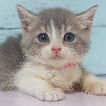 マンチカン(長足)【東京都・男の子・2025年6月10日・ブルータビー&ホワイト】の写真「足長の可愛い男の子です💕」