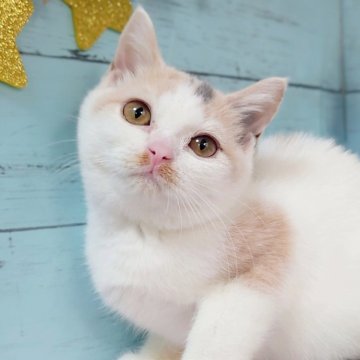 スコティッシュフォールド(立ち耳)【東京都・女の子・2025年7月22日・ダイリュートキャリコ】の写真「💕丸顔の可愛い女の子です💕」