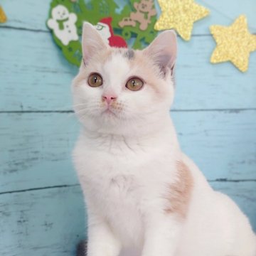 スコティッシュフォールド(立ち耳)【東京都・女の子・2025年7月22日・ダイリュートキャリコ】の写真「丸顔の可愛い女の子です💕」