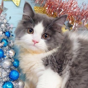 スコティッシュフォールド(立ち耳)【東京都・男の子・2025年7月22日・ブルータビー&ホワイト】の写真「💕ふわふわセミロングの男の子です💕」