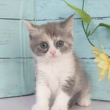 マンチカン(短足)【東京都・男の子・2025年5月14日・シルバー