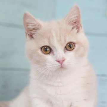 マンチカン【東京都・男の子・2025年4月26日・クリームタビー&ホワイト】の写真「💕丸顔の可愛い男の子です💕」