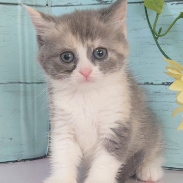 マンチカン(長足)【東京都・女の子・2025年7月18日・ダイリュートキャリコ】の写真「とても人懐こい女の子です❤️」