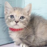 マンチカン(短足)