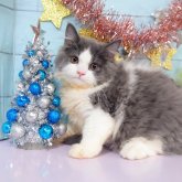 スコティッシュフォールド(立ち耳)