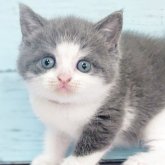 ブリティッシュショートヘア