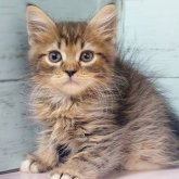 マンチカン(長足)