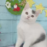 スコティッシュフォールド(立ち耳)