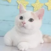マンチカン(短足)