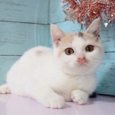 スコティッシュフォールド(立ち耳)