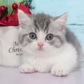 マンチカン(短足)