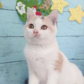 スコティッシュフォールド(立ち耳)