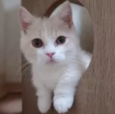 マンチカン(短足)