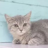 マンチカン(長足)【東京都・女の子・2024年10月27日・ブルータビー】の写真1「可愛らしい女の子です💕大人しい性格です」