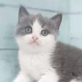 ブリティッシュショートヘア
