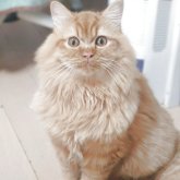 マンチカン(長足)
