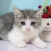 マンチカン(長足)