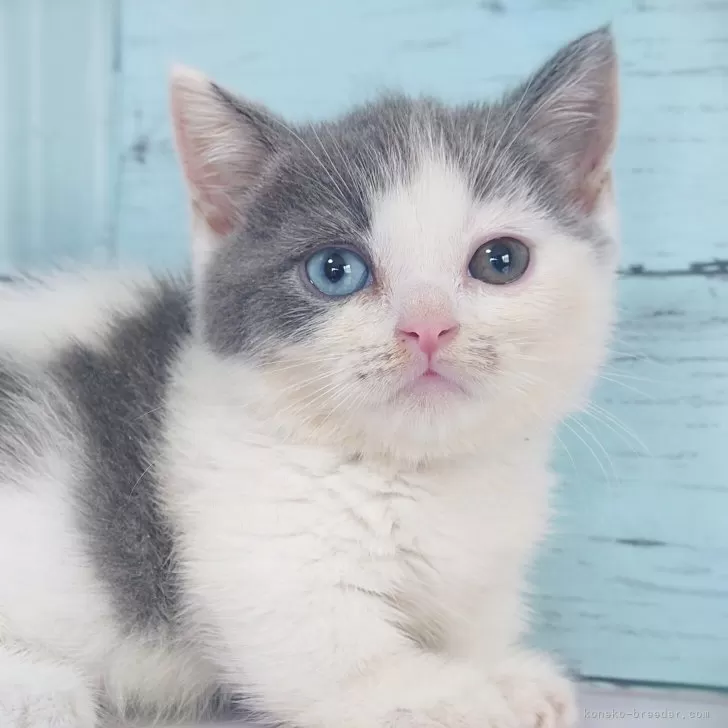 スイートビオラ(オレンジ)短毛シュシュ、わんちゃん猫ちゃん用 短毛シュシュ、スイートビオラ柄(オレンジ)わんちゃん猫ちゃん用
