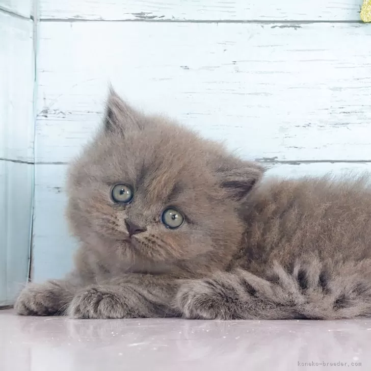 マンチカン(短足)【東京都・女の子・2025年8月6日・ブルー】短足